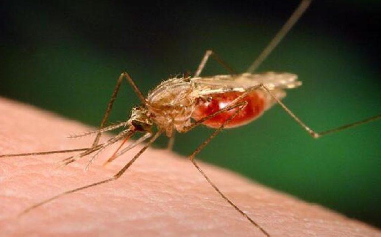 Malaria vaccination in Africa